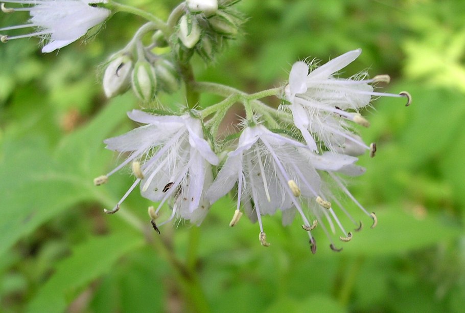 Фацелия пижмолистная