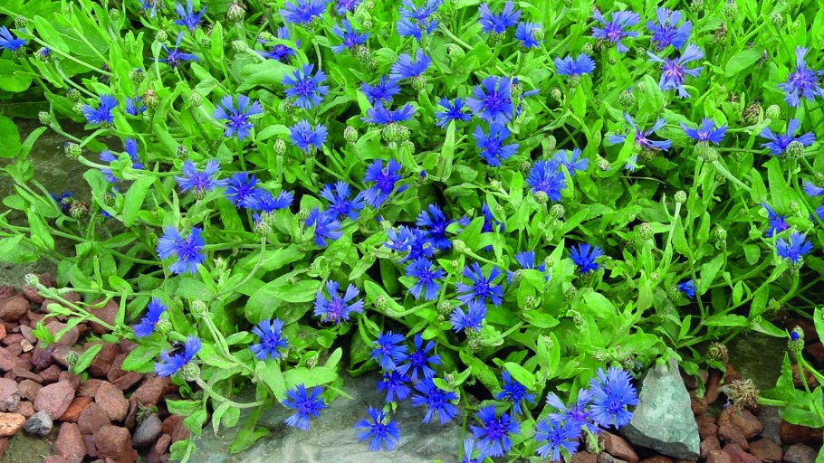 Gentiana Pannonica