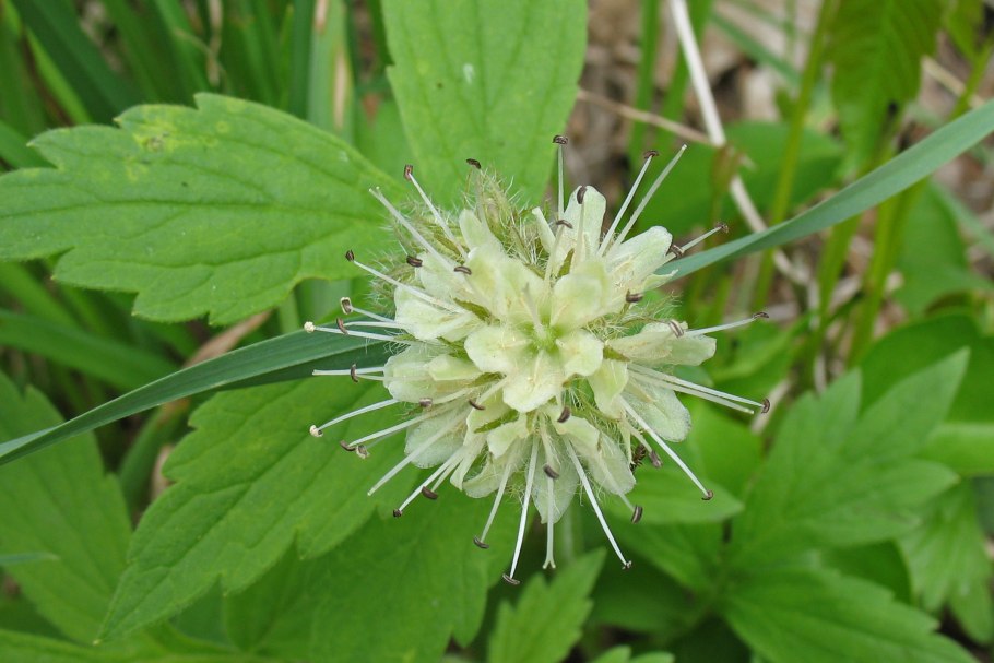 Гидрофиллум виргинский