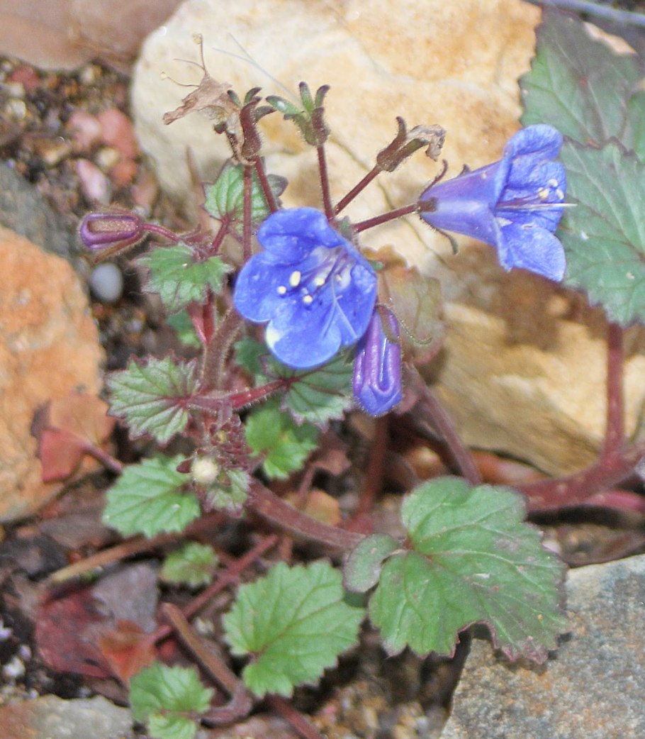 Немофила группа японская