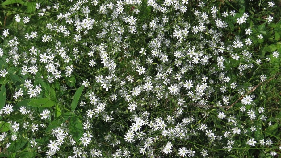 Фацелия шелковая