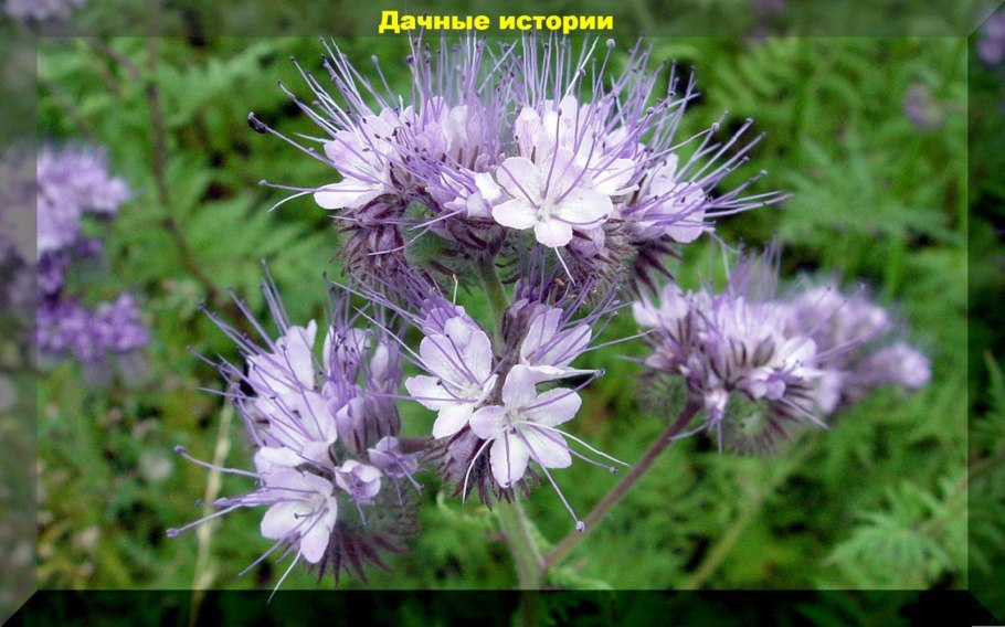 Hydrophyllaceae Nemophila