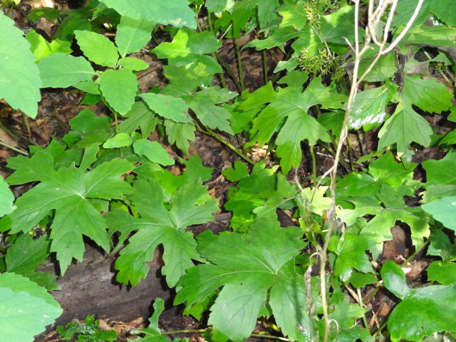 Фацелия колокольчатая(Phacelia campanularia)