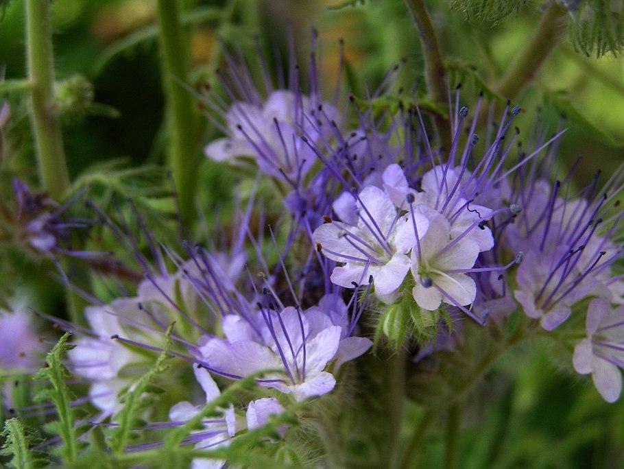 Гидрофиллум канадский