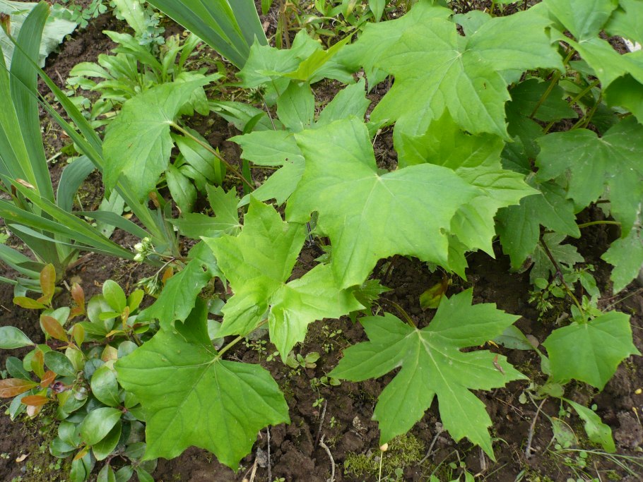 Романзофия сихитинская