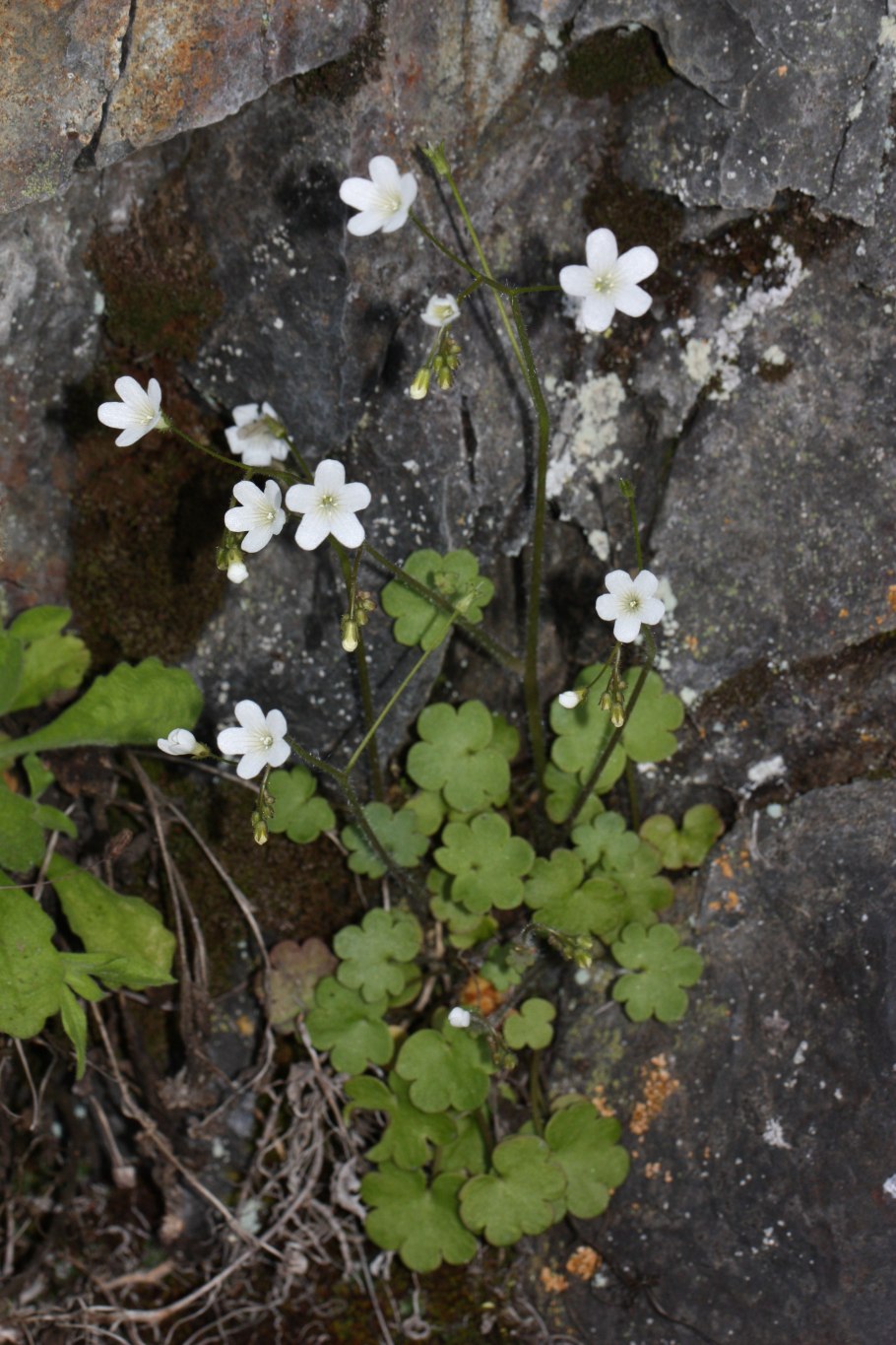 Мокрица ланцетовидная