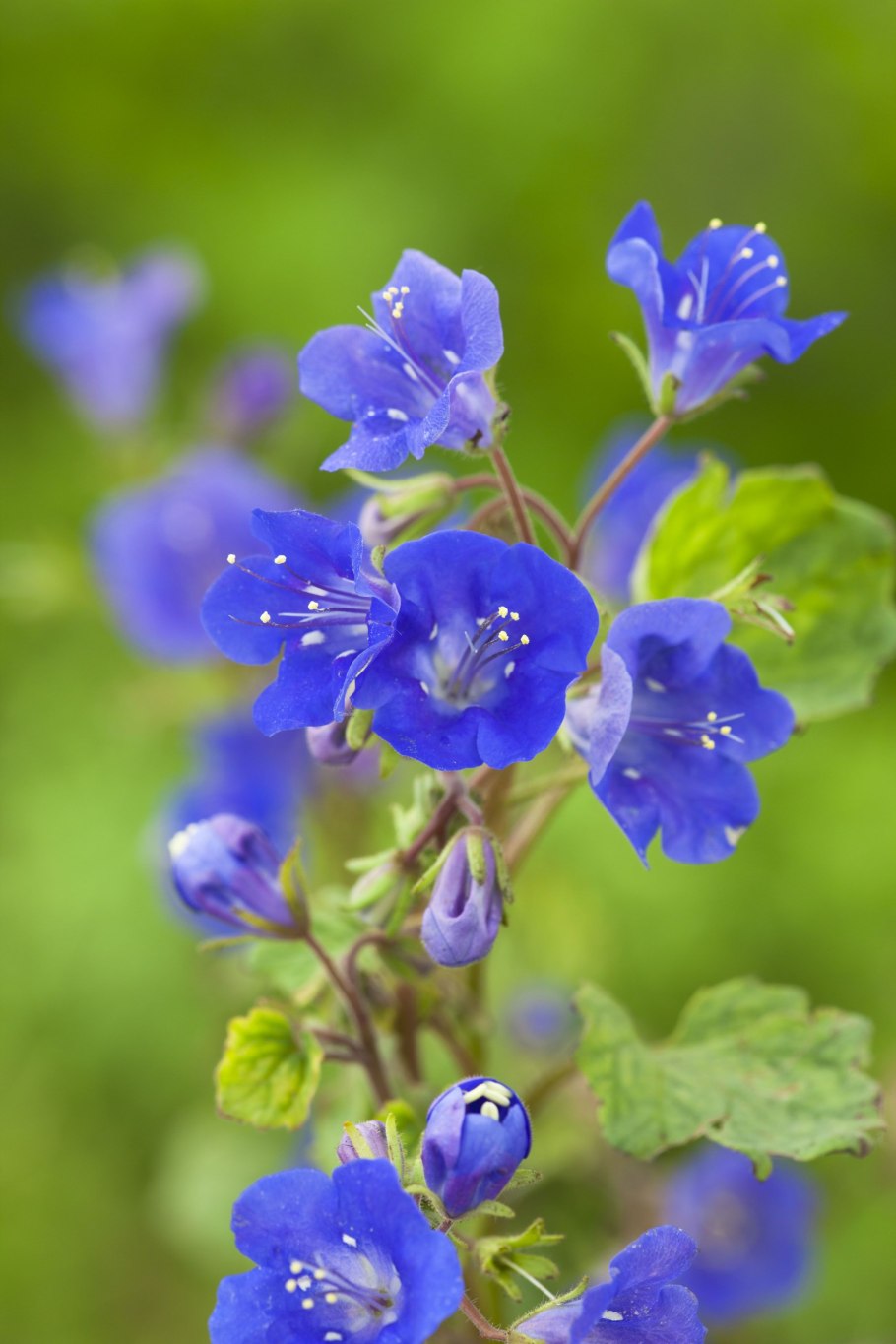 Phacelia campanularia