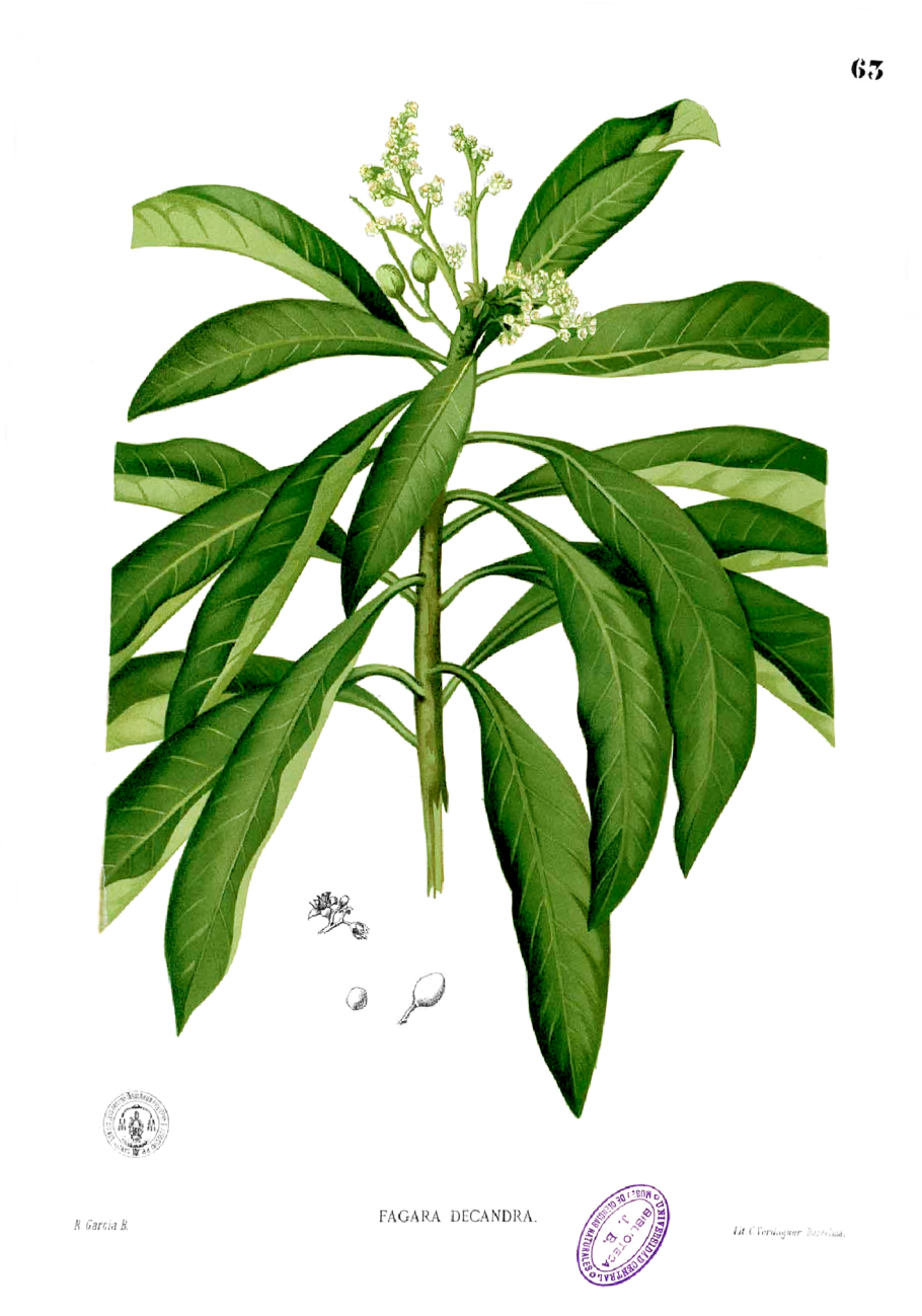 Xanthostemon verticillatus