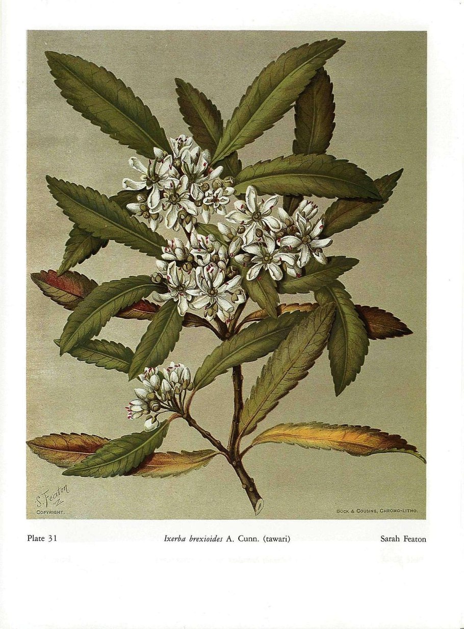 Amborella trichopoda