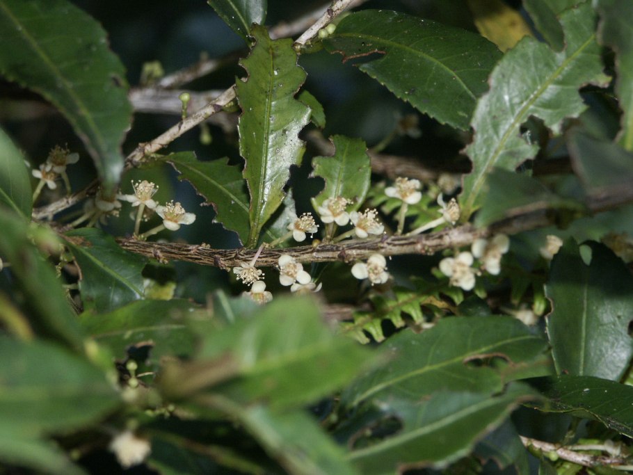 Страсбургериевые (Strasburgeriaceae)