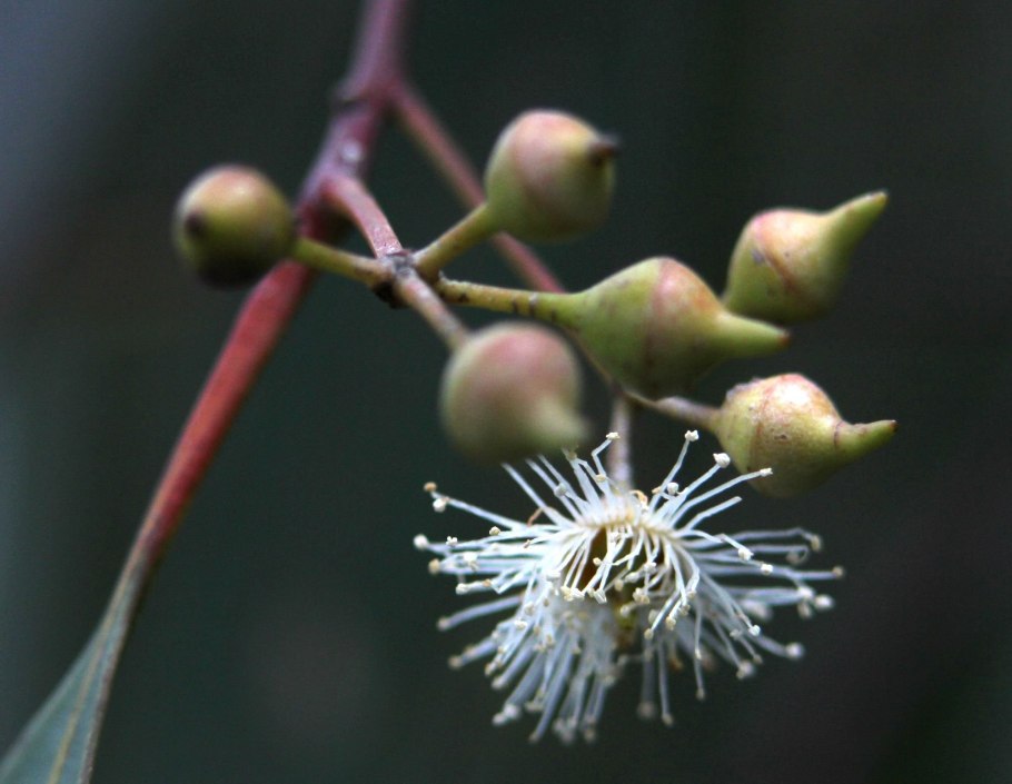 Macarthuria Australis