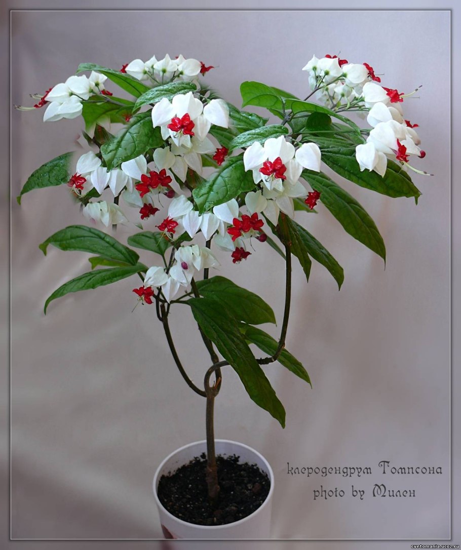 Рододендрон Понтийский — rh. Ponticum