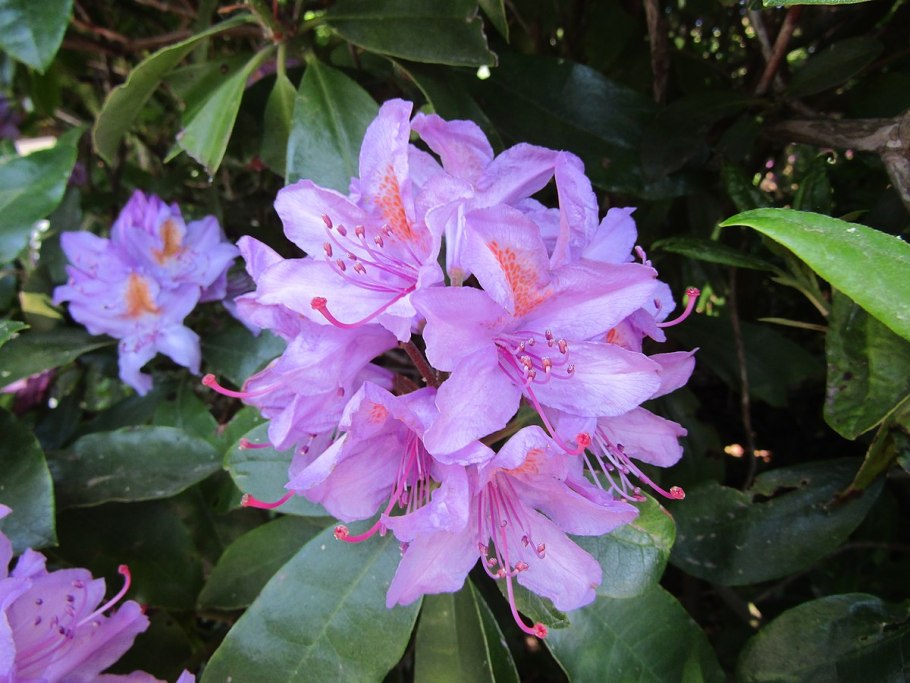 Цветы семейства рододендроновых