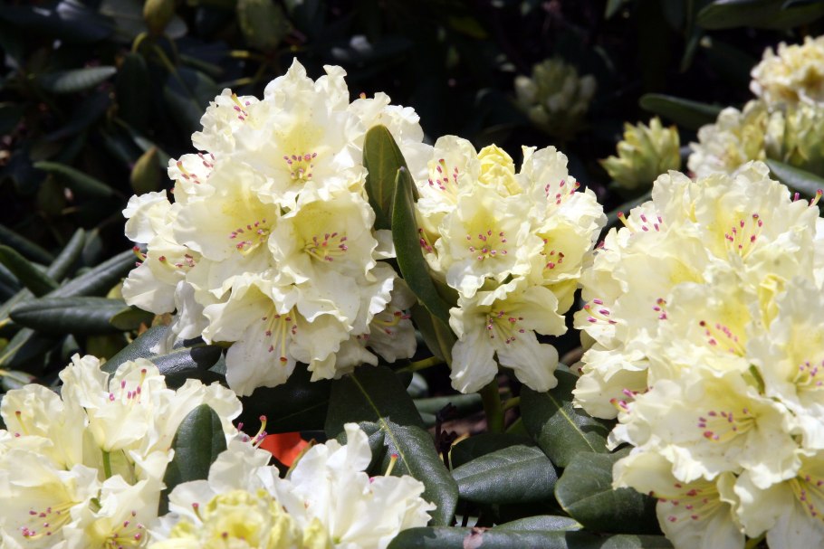 Родендендрон кальпсон