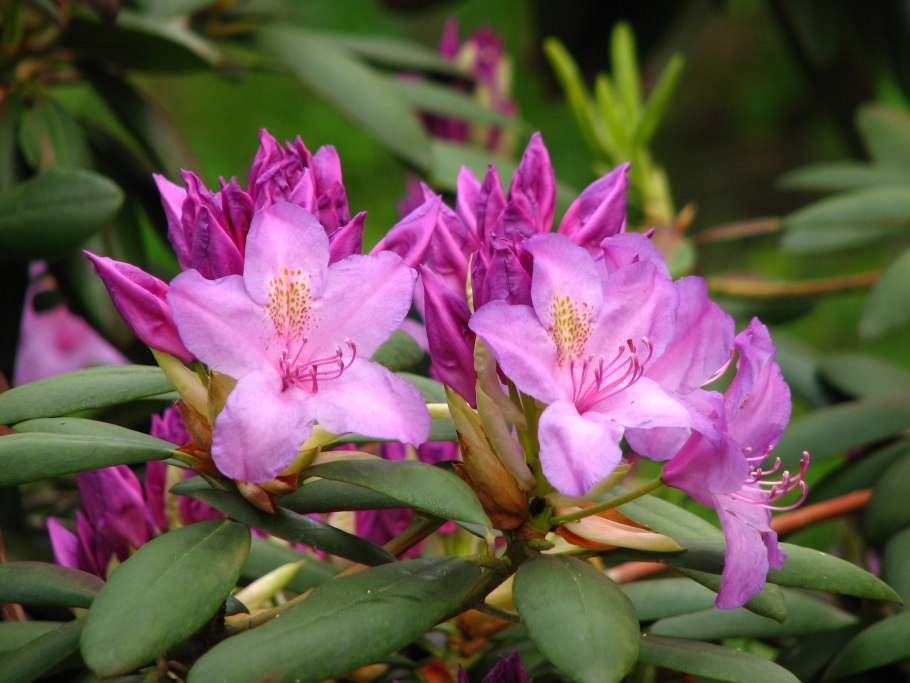 Рододендрон гибридный Розеум