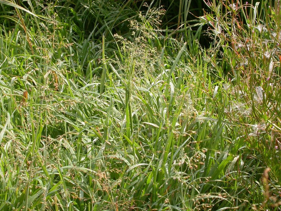 Leifsonia Aquatica морфология