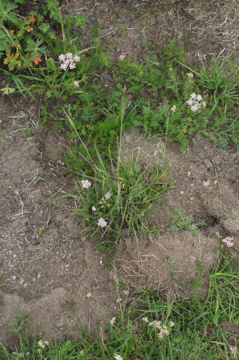 Carex aquatilis рисунок