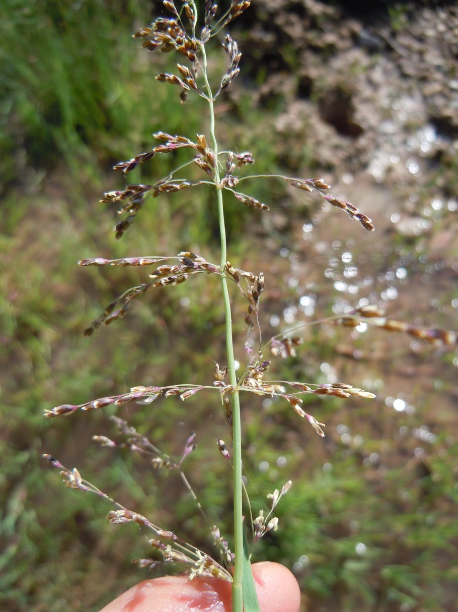 Сапуга Астрахань
