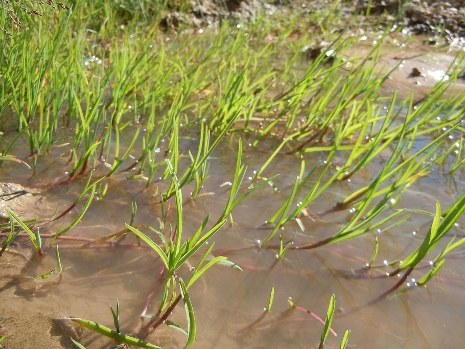 Поручейница растение