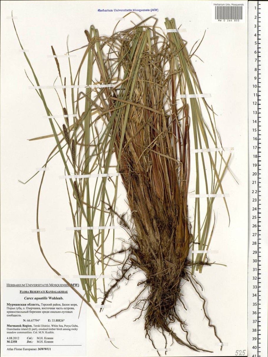 Илистое дно