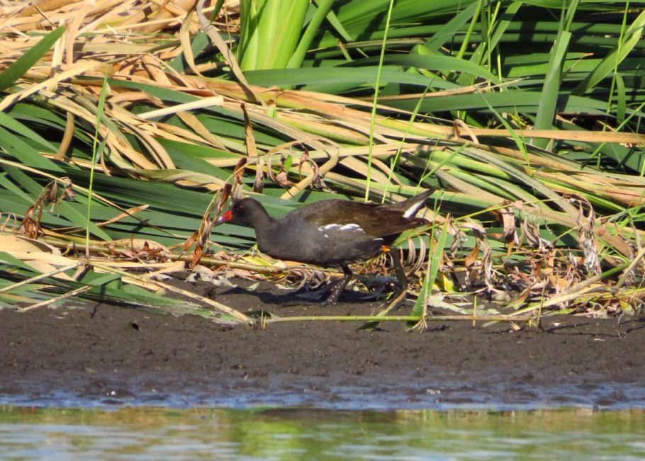 Камыш Лесной (Scirpus sylvaticus l.)