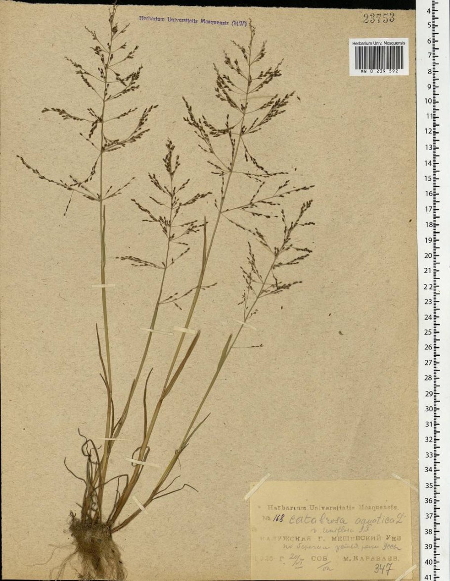 Зубровка душистая Ботаническая иллюстрация