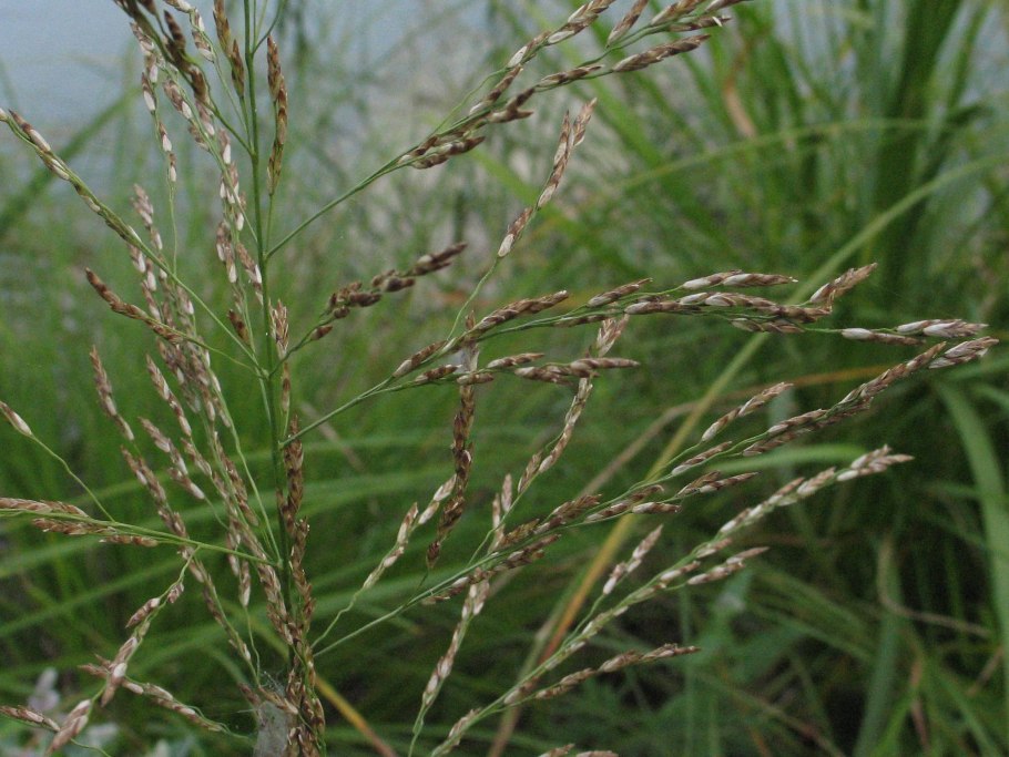 Поручейница водная