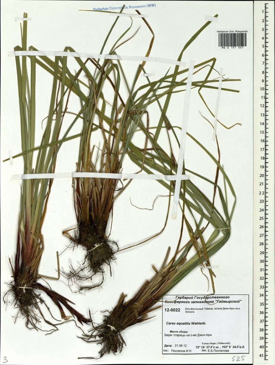 Жеруха обыкновенная семена