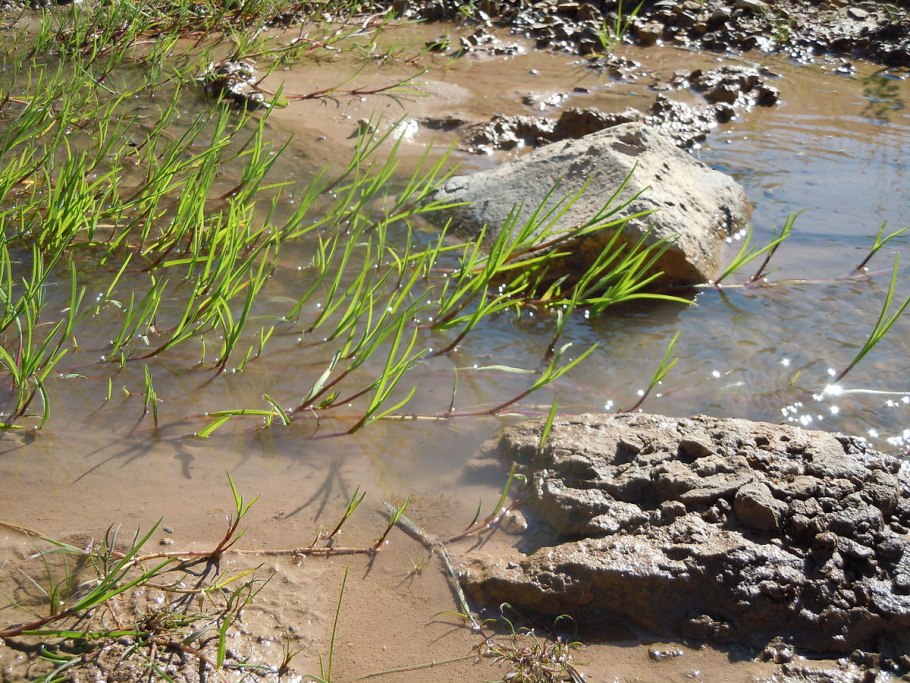 Carex aquatilis гербарий