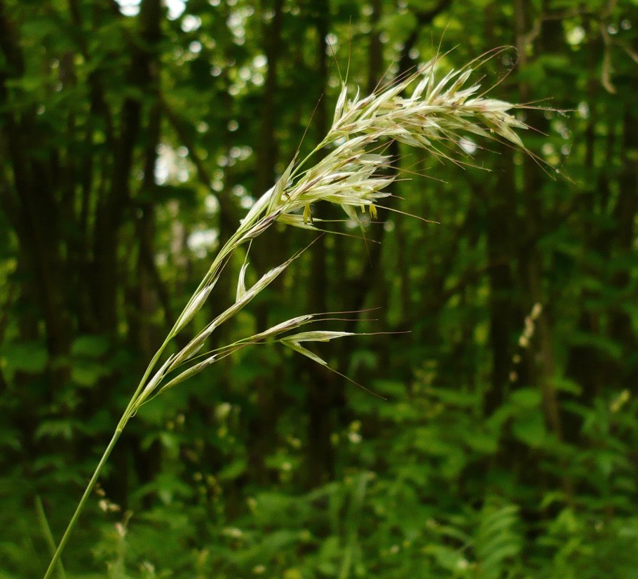 Водяной уж Каспий