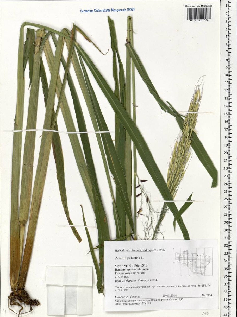 Водные растения пруда в аквариуме