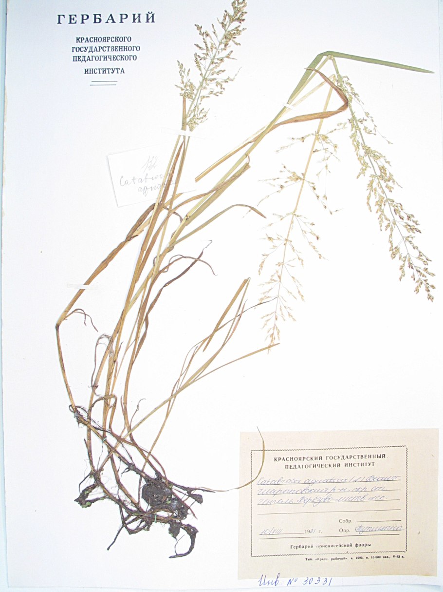 Овсяница овечья (Festuca ovina)