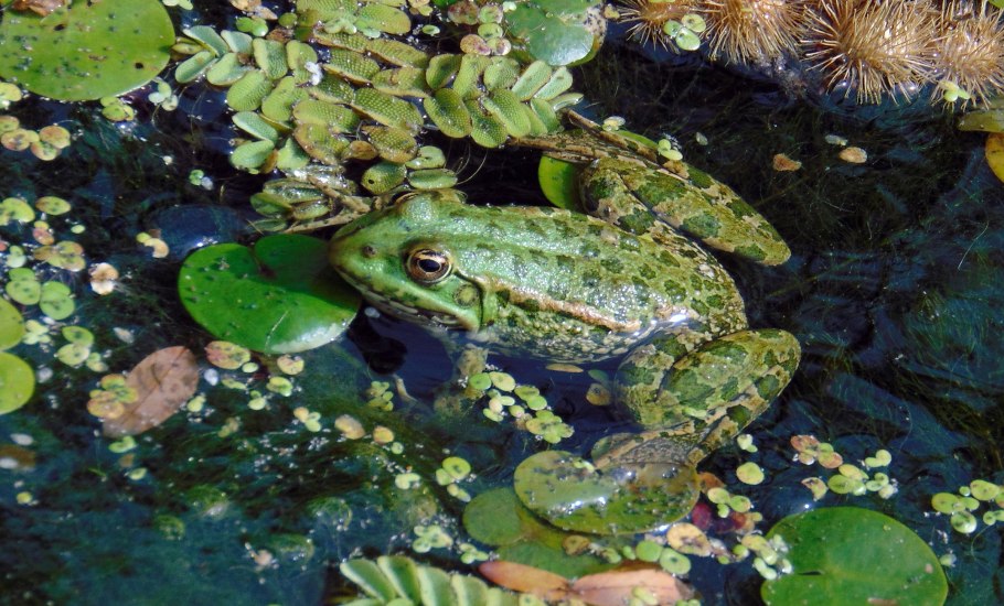 Лягушка по лилиям