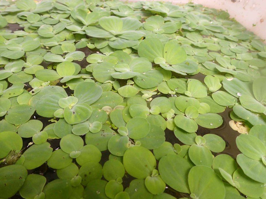 Гидродикцион водяная сеточка