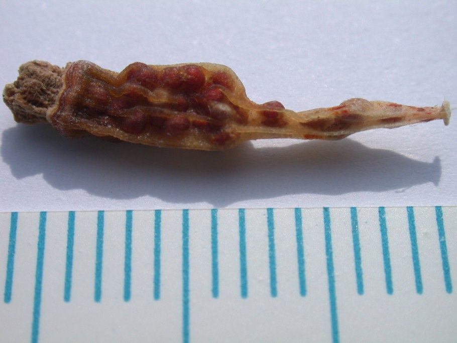 Индийская Акация гуара