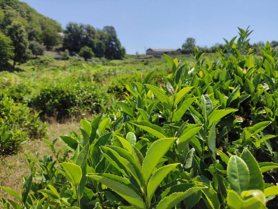 Cyamopsis tetragonoloba