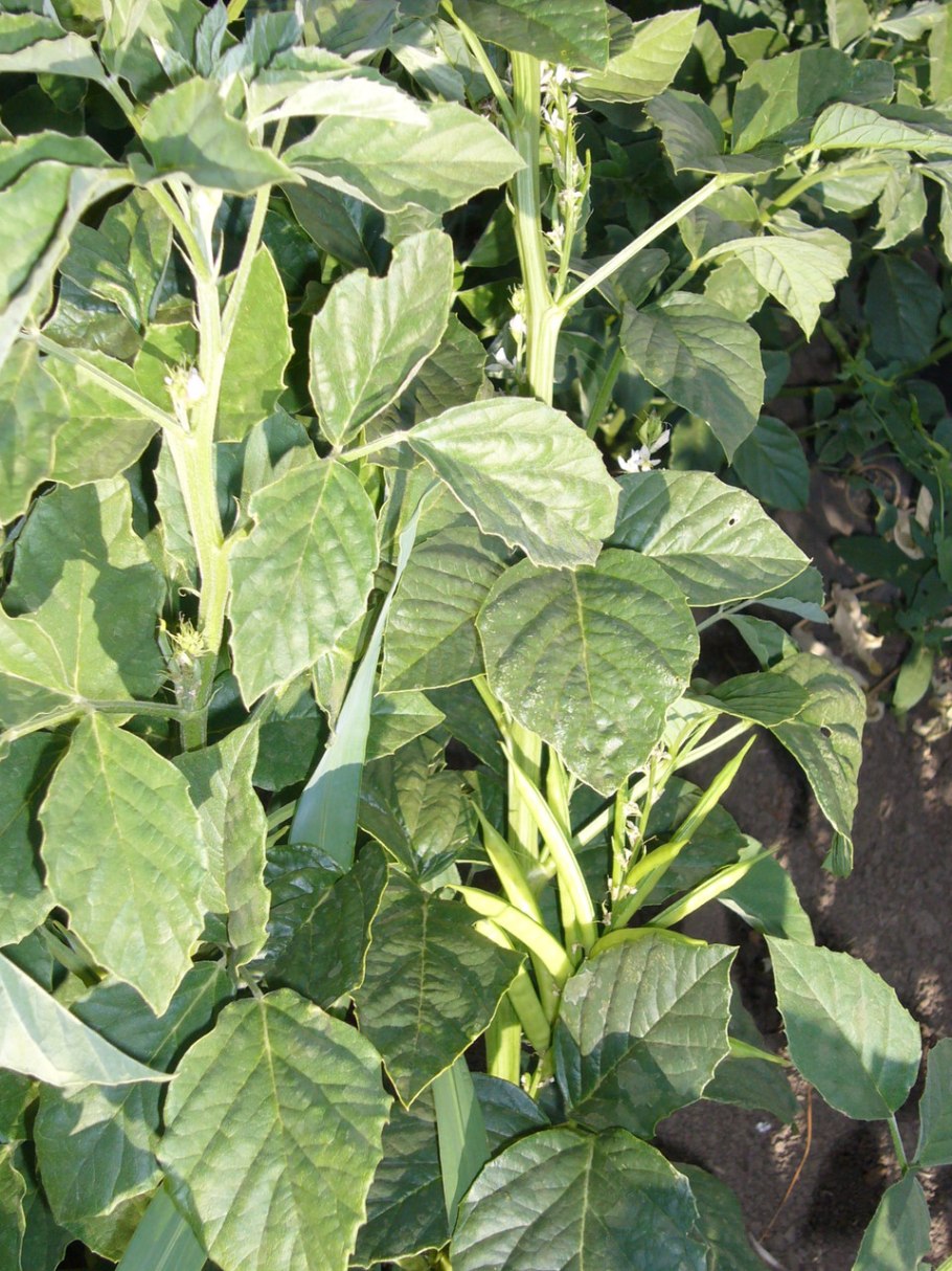 Пищевые волокна циамопсиса