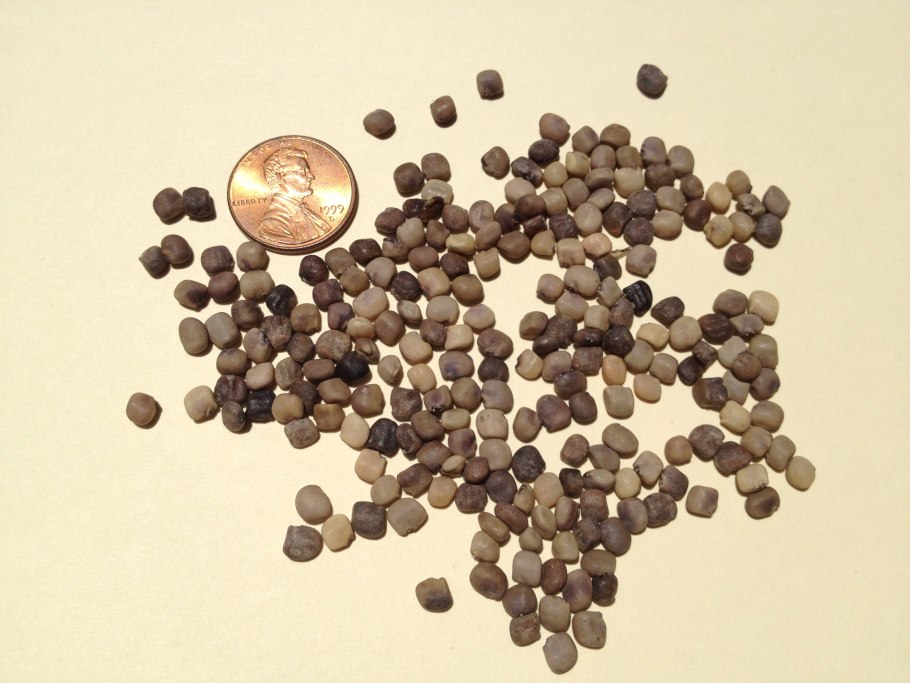 Циамопсис четырехкрыльниковый