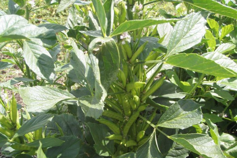 Гуар растение