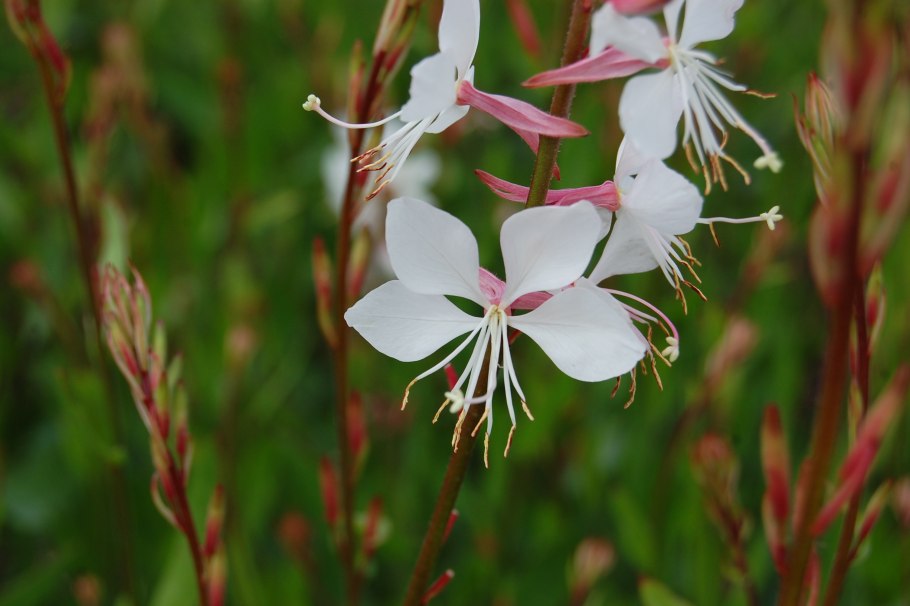 Любка малоцветковая