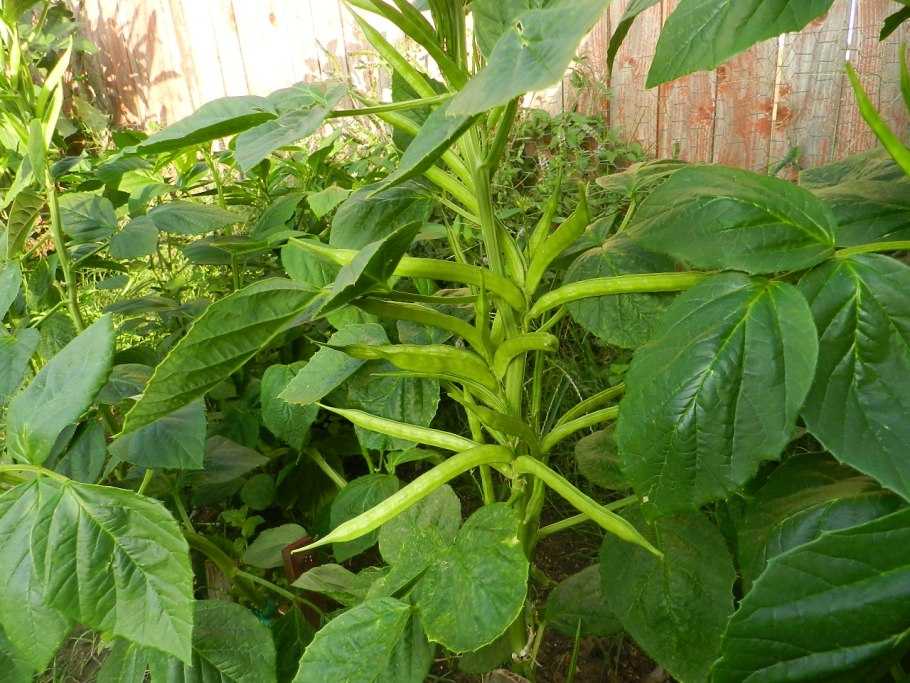 Карагана древовидная