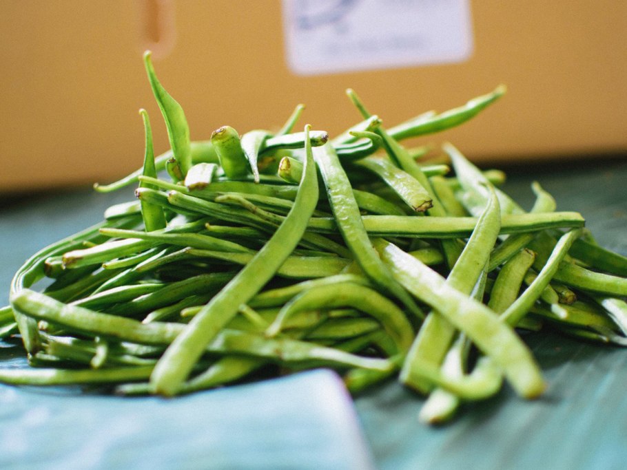 Cyamopsis tetragonoloba