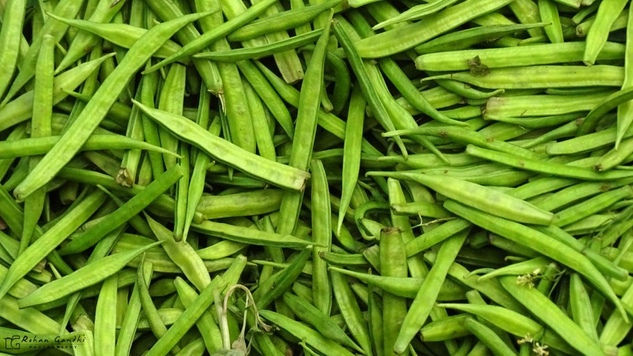 Чихуахуа мини гладкошерстные