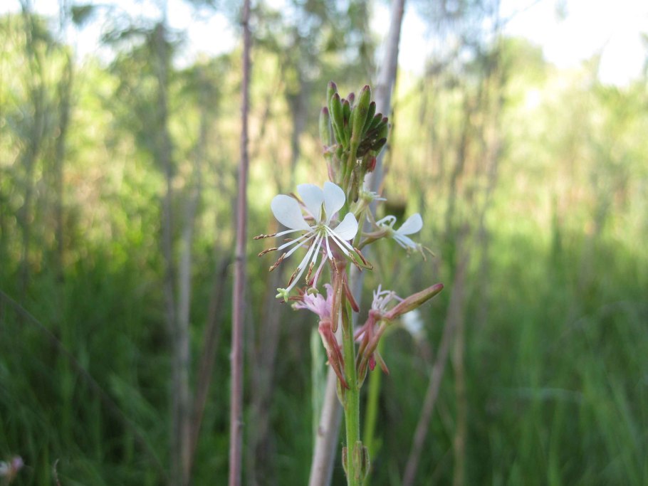 Тропический горошек гуар