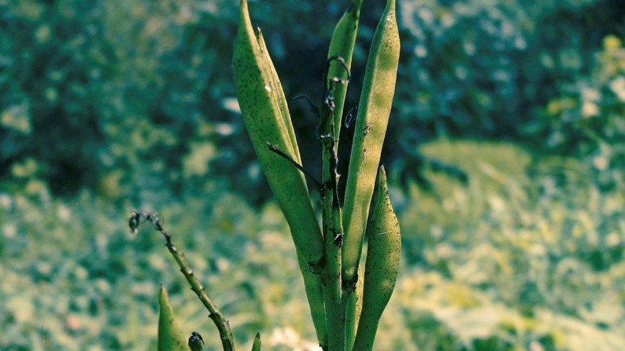 Циамопсис четырехкрыльниковый