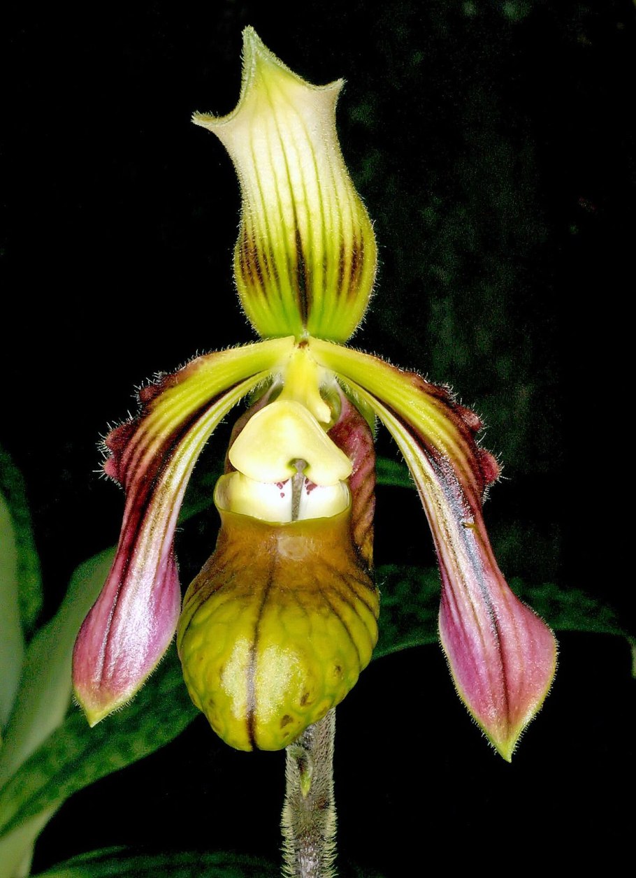 Пафиопедилум Эмма