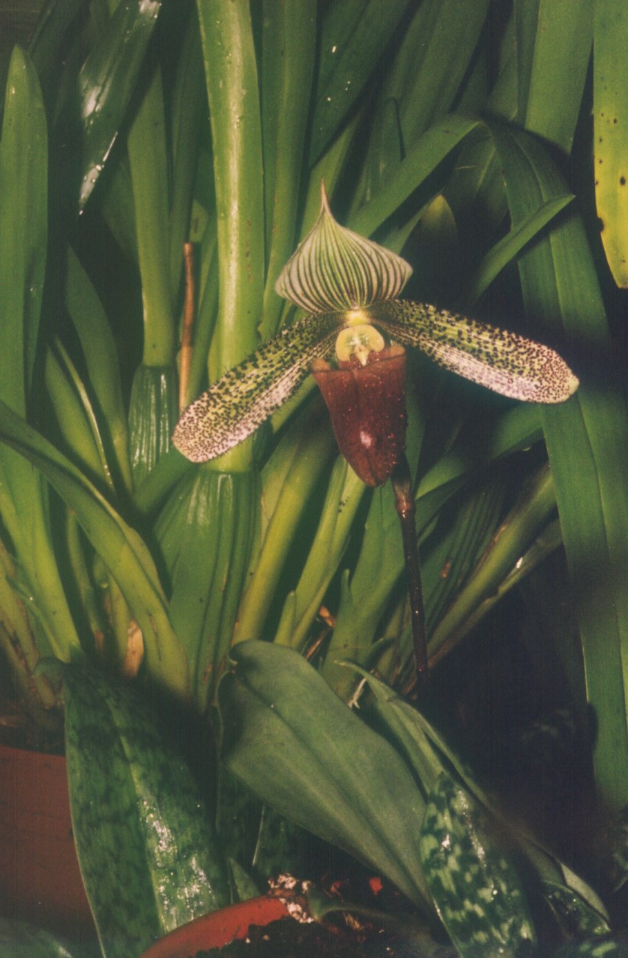 Пафиопедилум Эмма