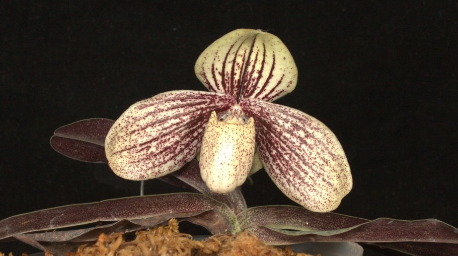 Paphiopedilum purpuratum &#96;Dark
