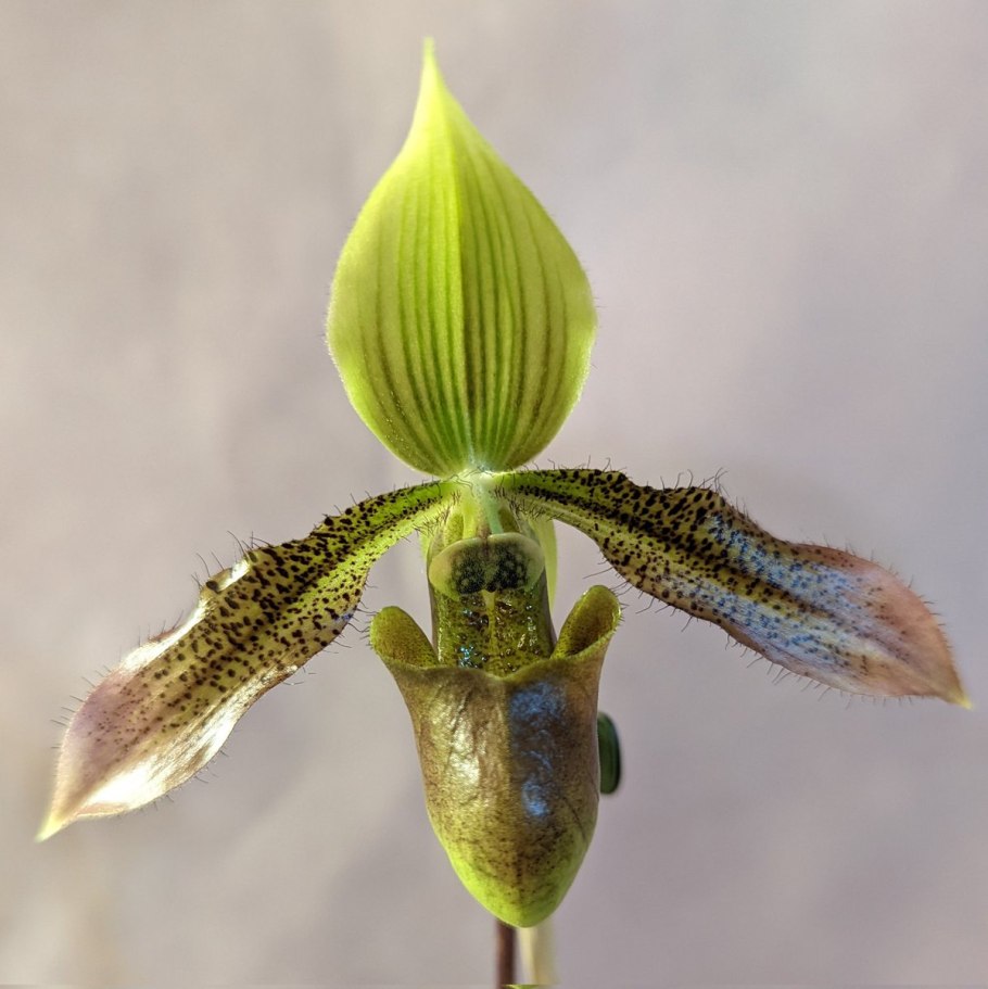 Paphiopedilum Green Horizon