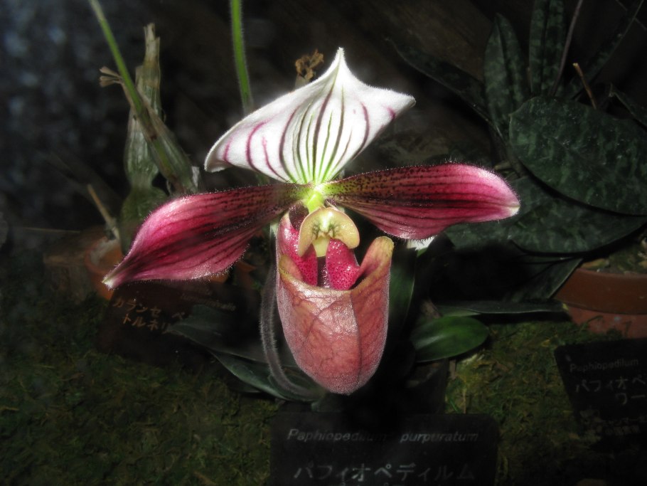 Пафиопедилум American Hibrid d12 h35